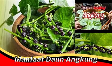 Manfaat daun Angkung